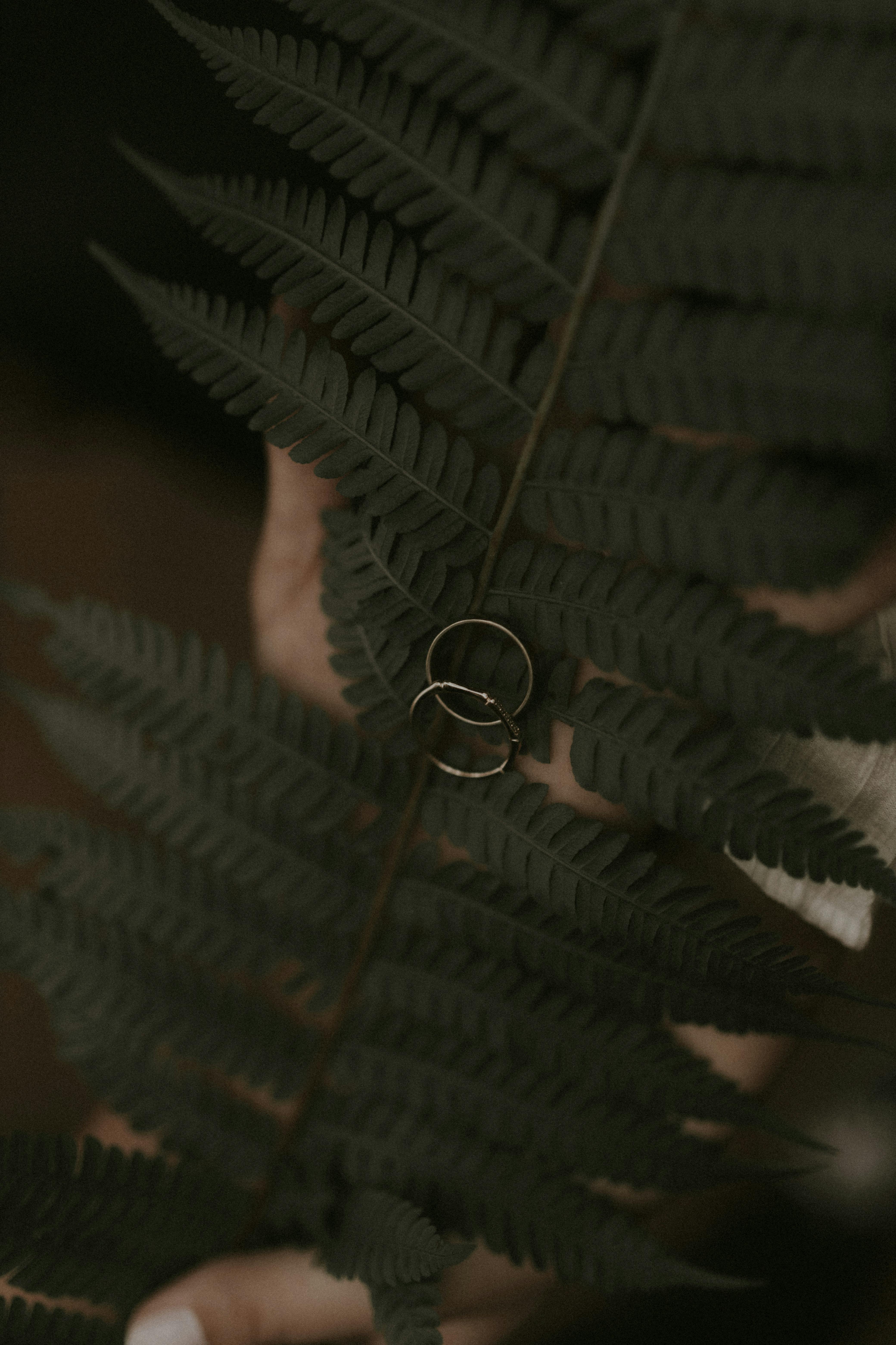 Gratuit Deux alliances élégamment posées sur une feuille de fougère, créant une composition naturelle et artistique. Photos