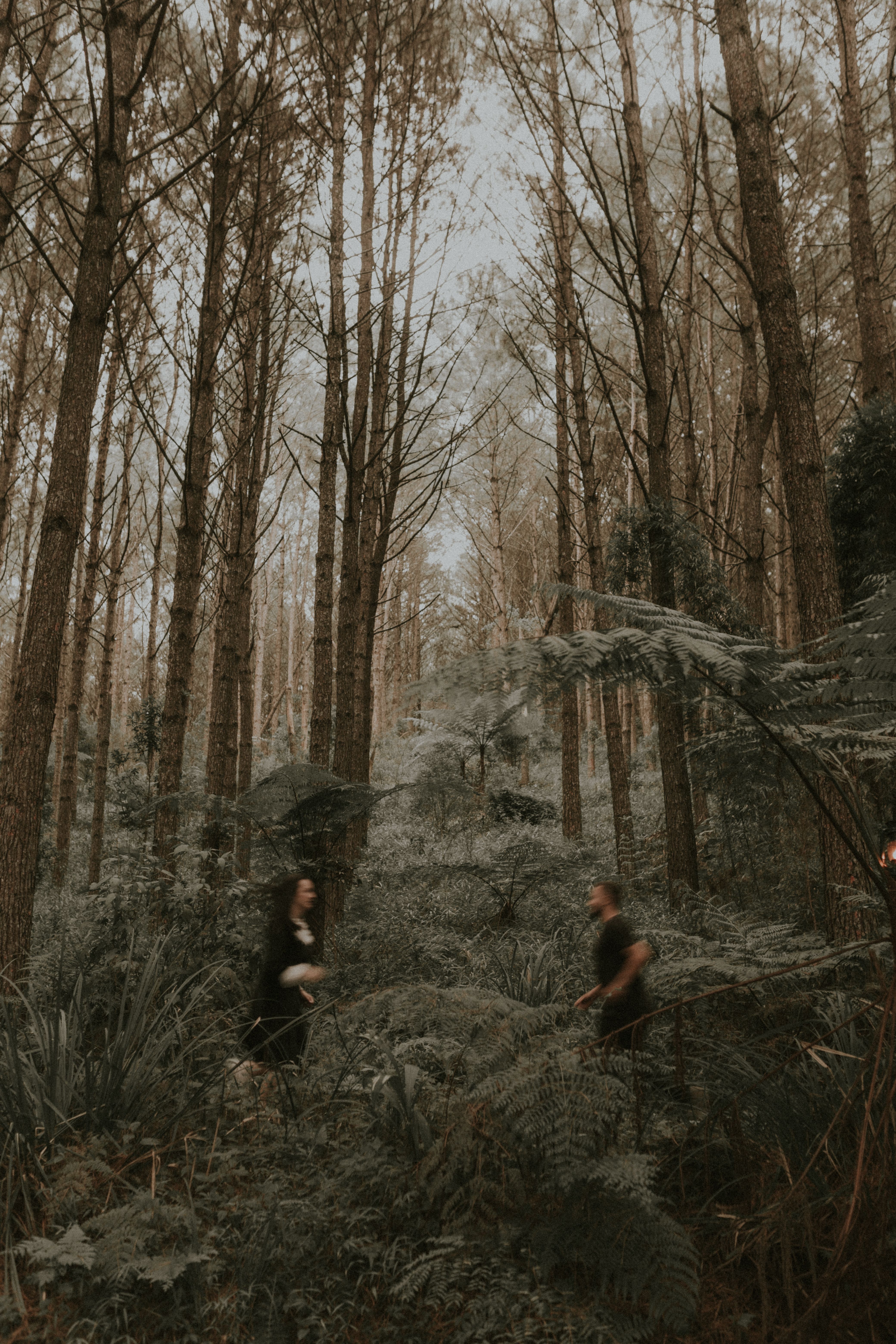 Two people walk through a misty forest, surrounded by tall trees and lush greenery.