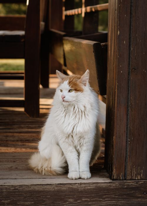 Free A fluffy white cat sits calmly on a wooden porch, basking in the natural ambiance of the outdoors. Stock Photo