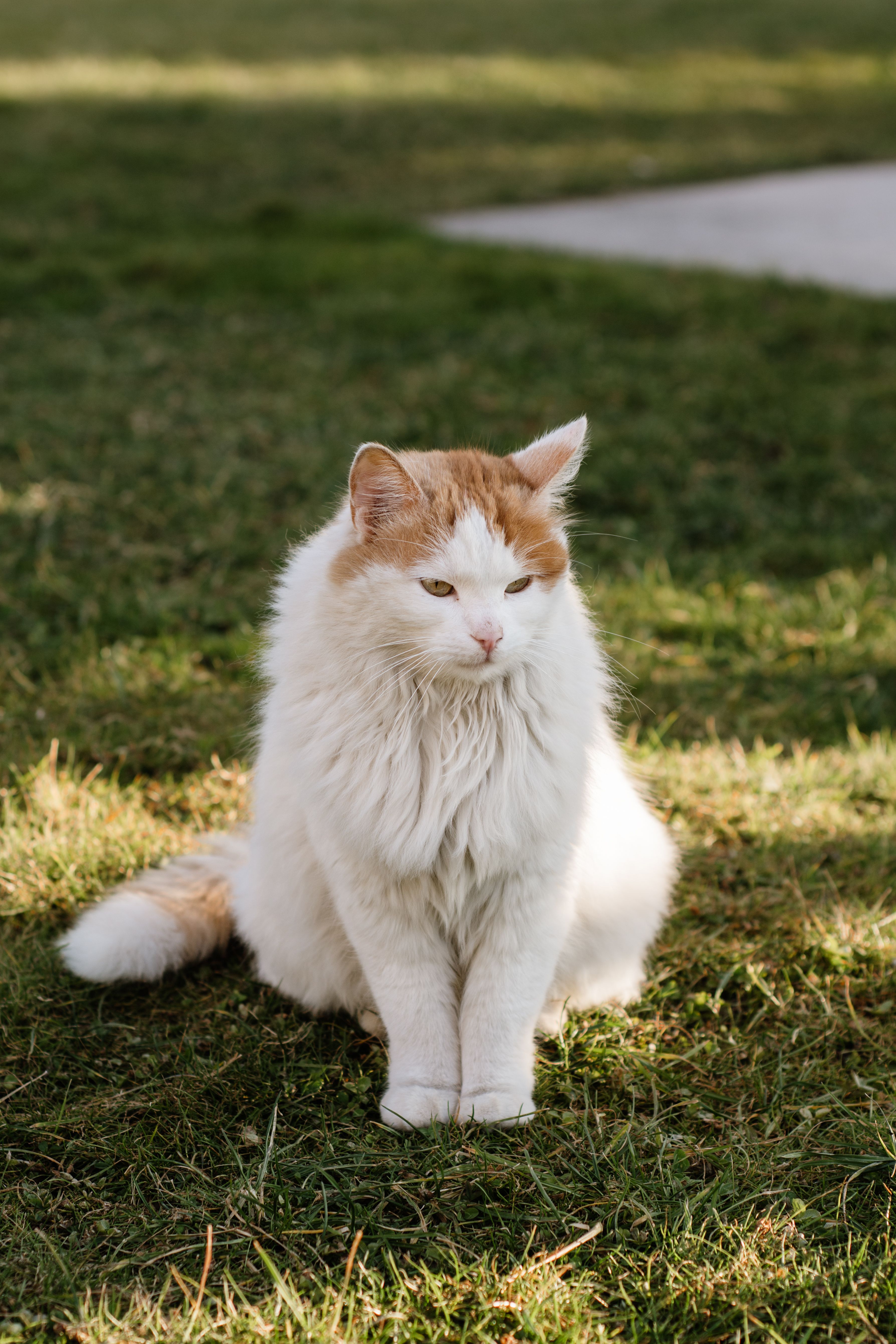 Fluffy White and Orange Cat Sitting on Grass · Free Stock Photo
