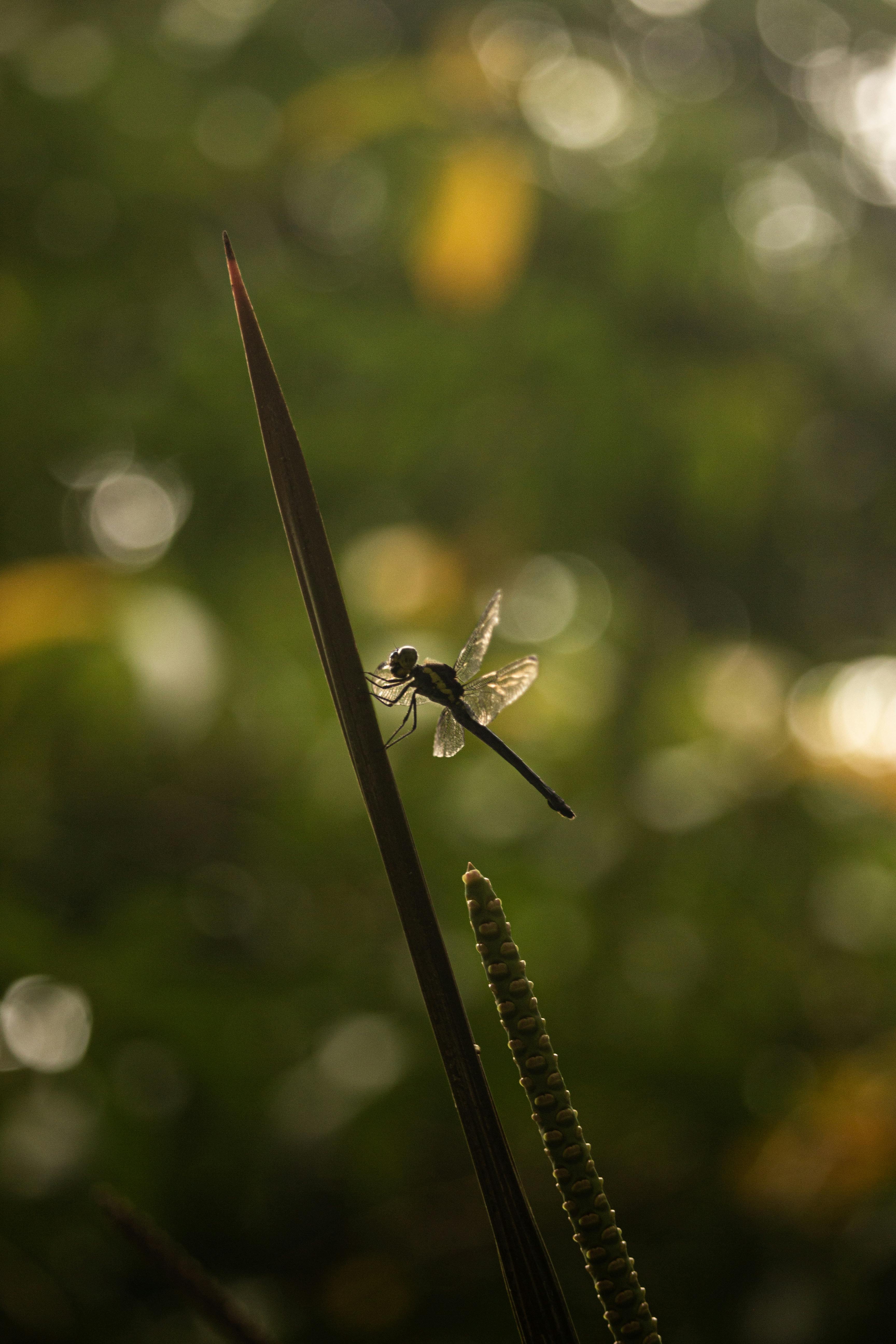 Silhouetted dragonfly perched on grass blade with green bokeh in background.