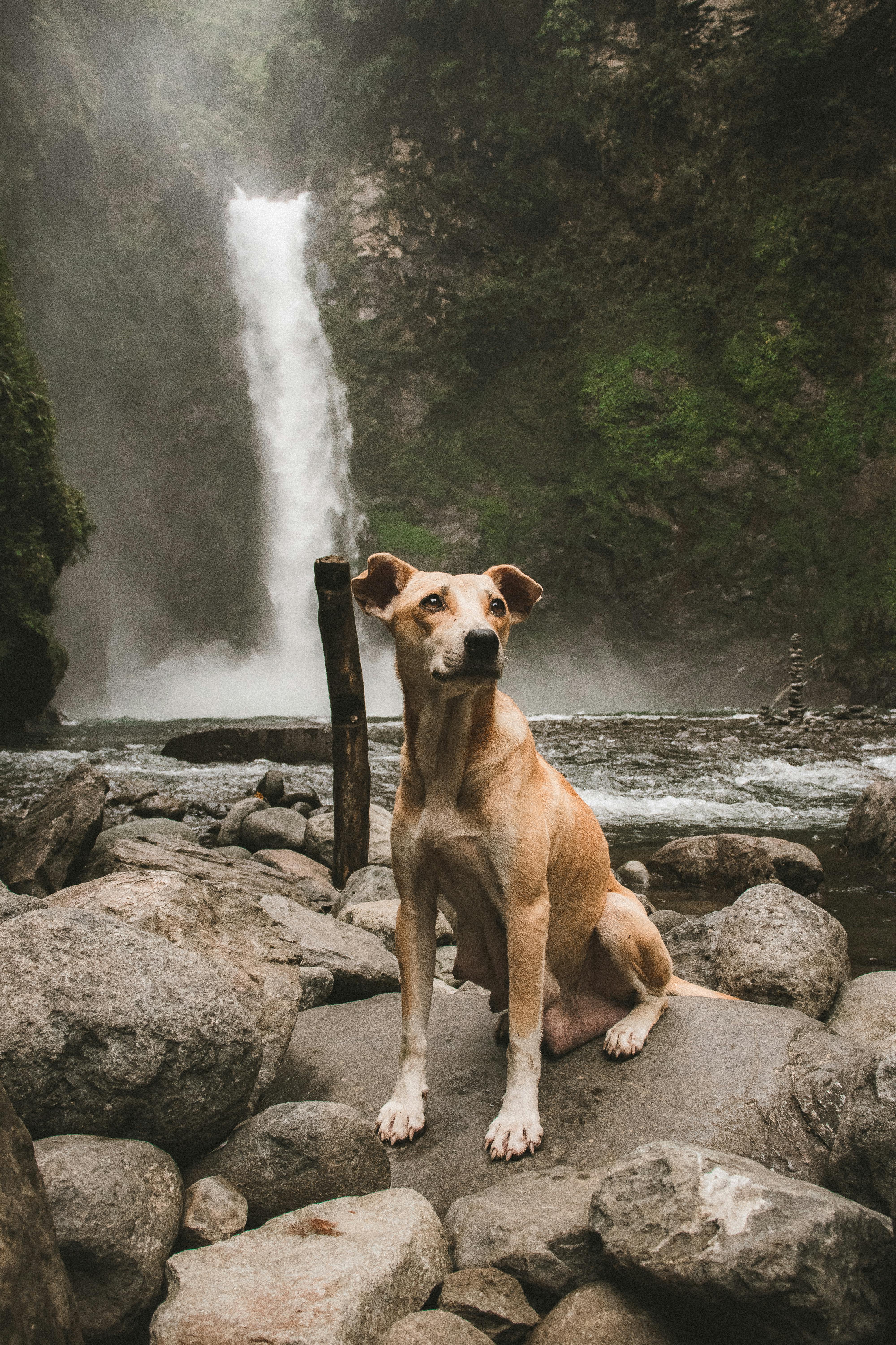 在巴瑙一处令人惊叹的瀑布旁，一只棕褐色的狗正坐在岩石上，这场景非常适合自然和宠物爱好者