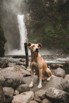 在巴瑙一处令人惊叹的瀑布旁，一只棕褐色的狗正坐在岩石上，这场景非常适合自然和宠物爱好者