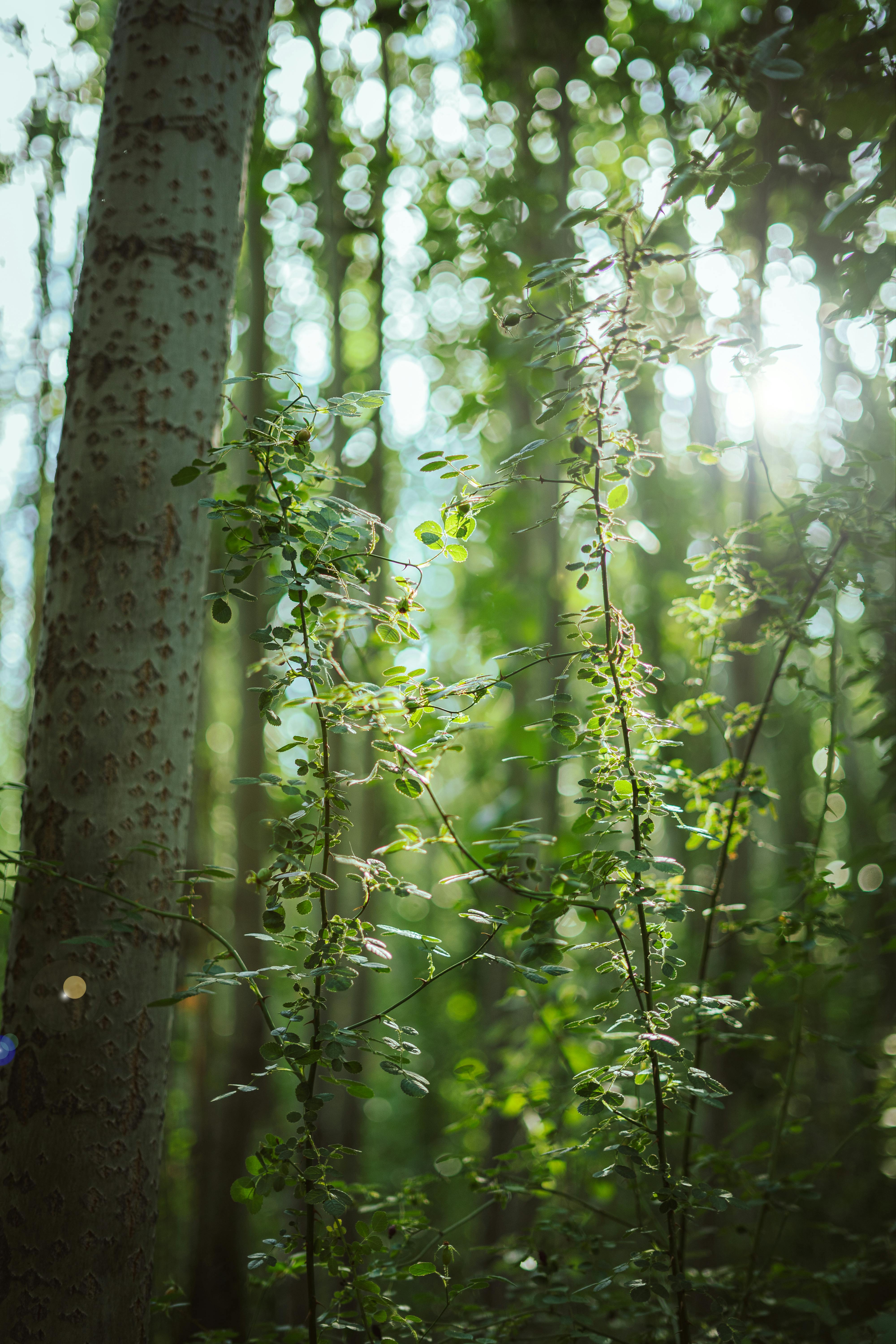 Lush green forest with sunlight filtering through trees in Uspallata, Mendoza, Argentina.