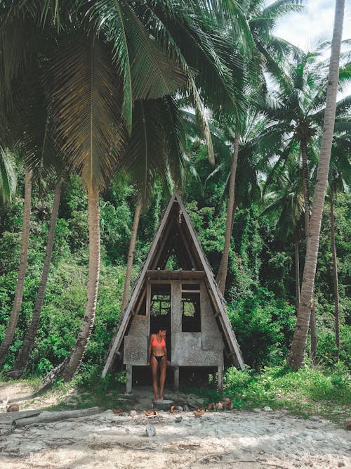 棕櫚樹下的小屋