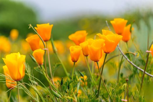 Bright orange California poppies flourishing in a sunlit garden.