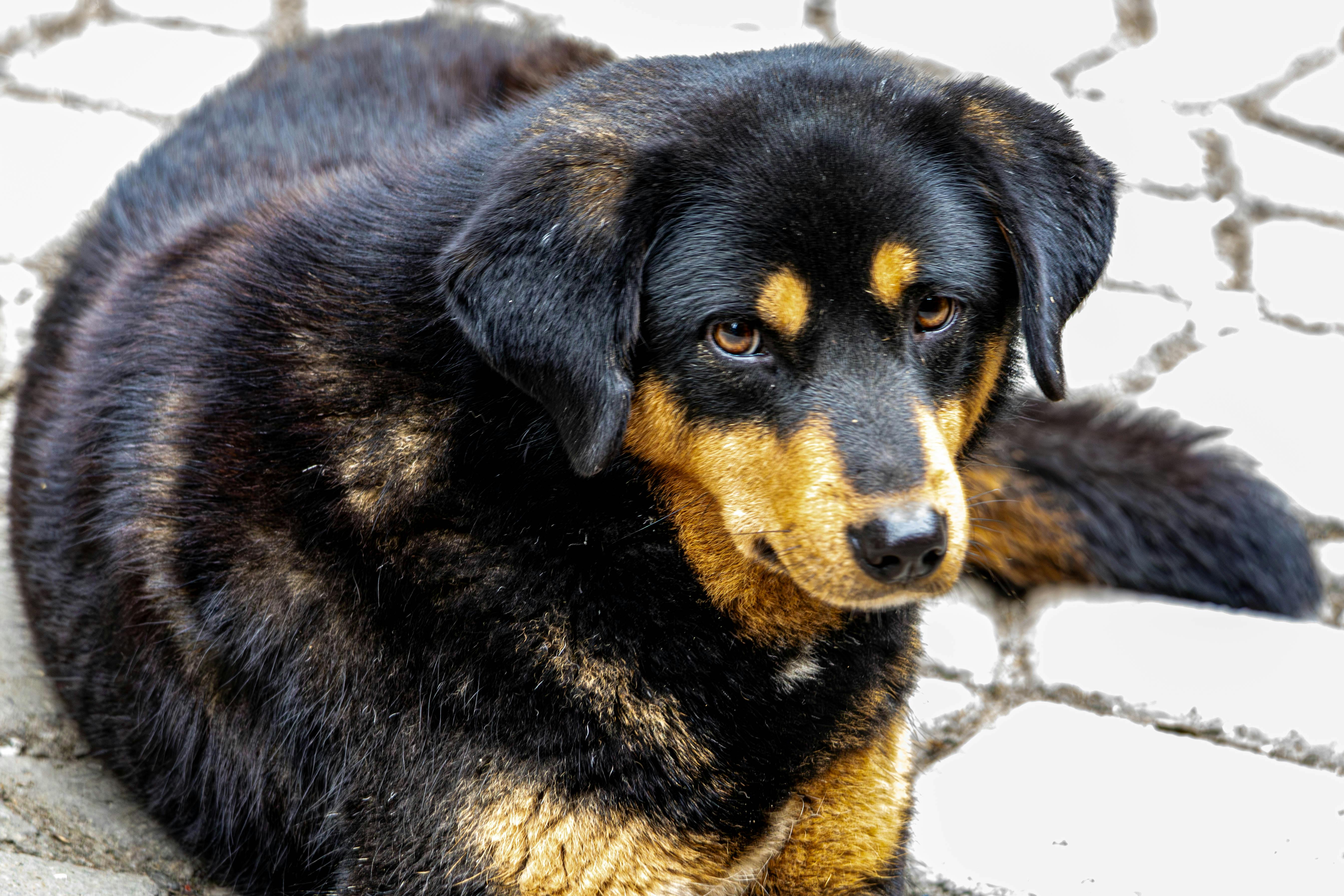 Dogs as Lifestyle Companions: What This Means for Brands &amp; Retailers — Photo by Regan Dsouza on Pexels