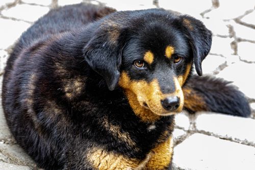 Free Black and tan dog relaxing on cobblestones. Captivating and serene moment captured outdoors. Stock Photo