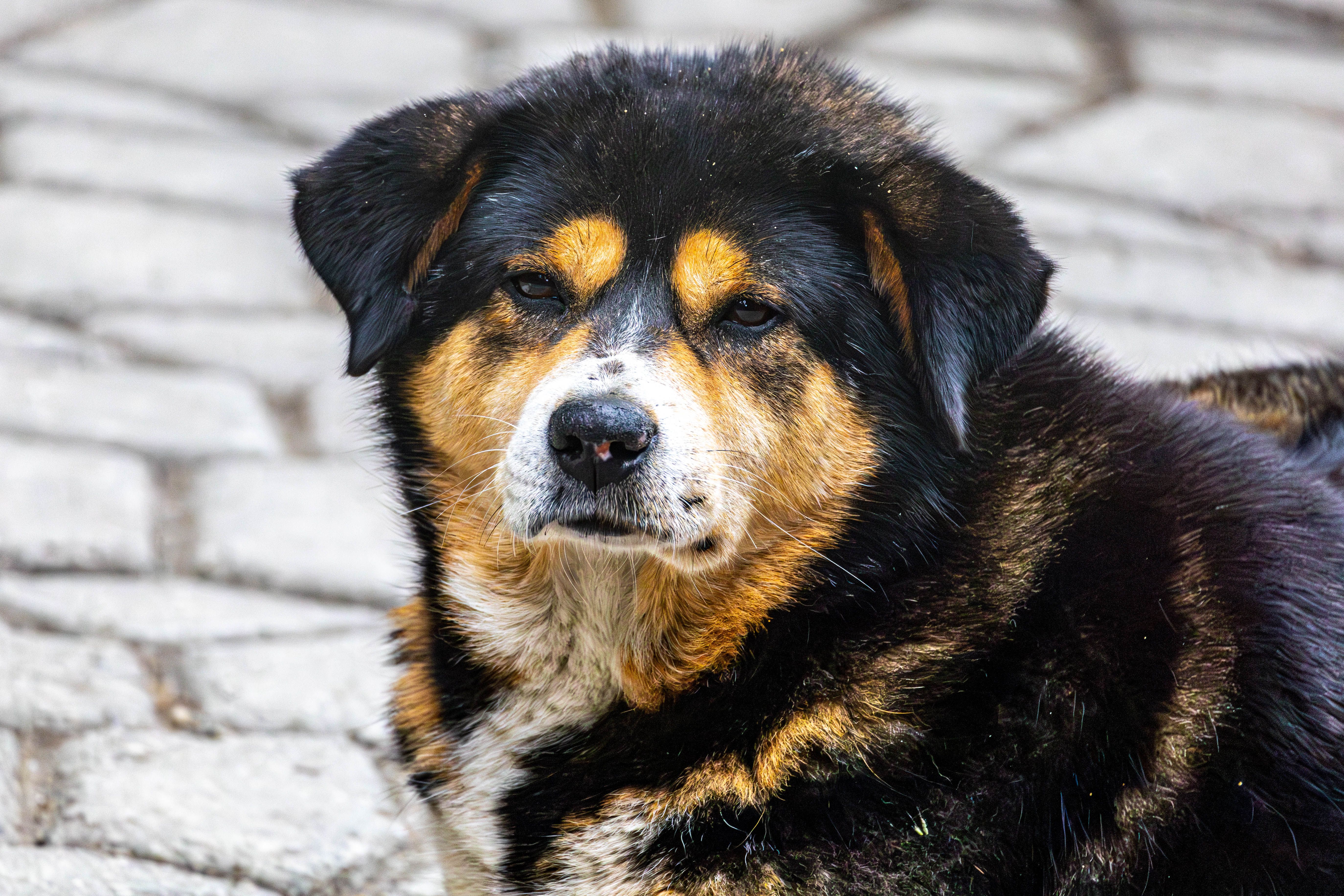 Portrait of a dog at a veterinary clinic