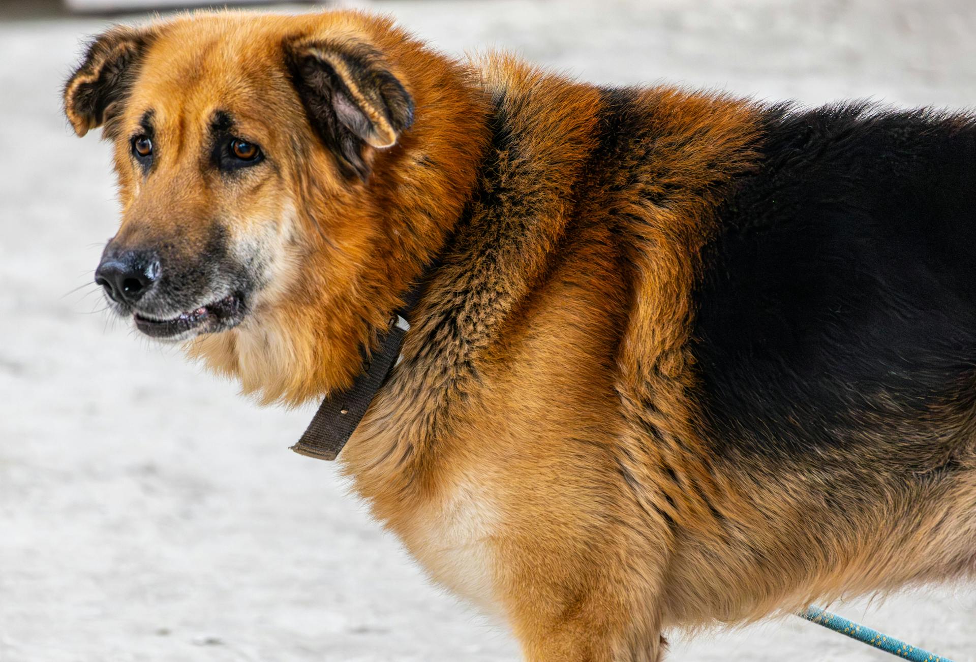 A detailed side profile of a German Shepherd dog with a collar, showcasing its thick fur and attentive expression.