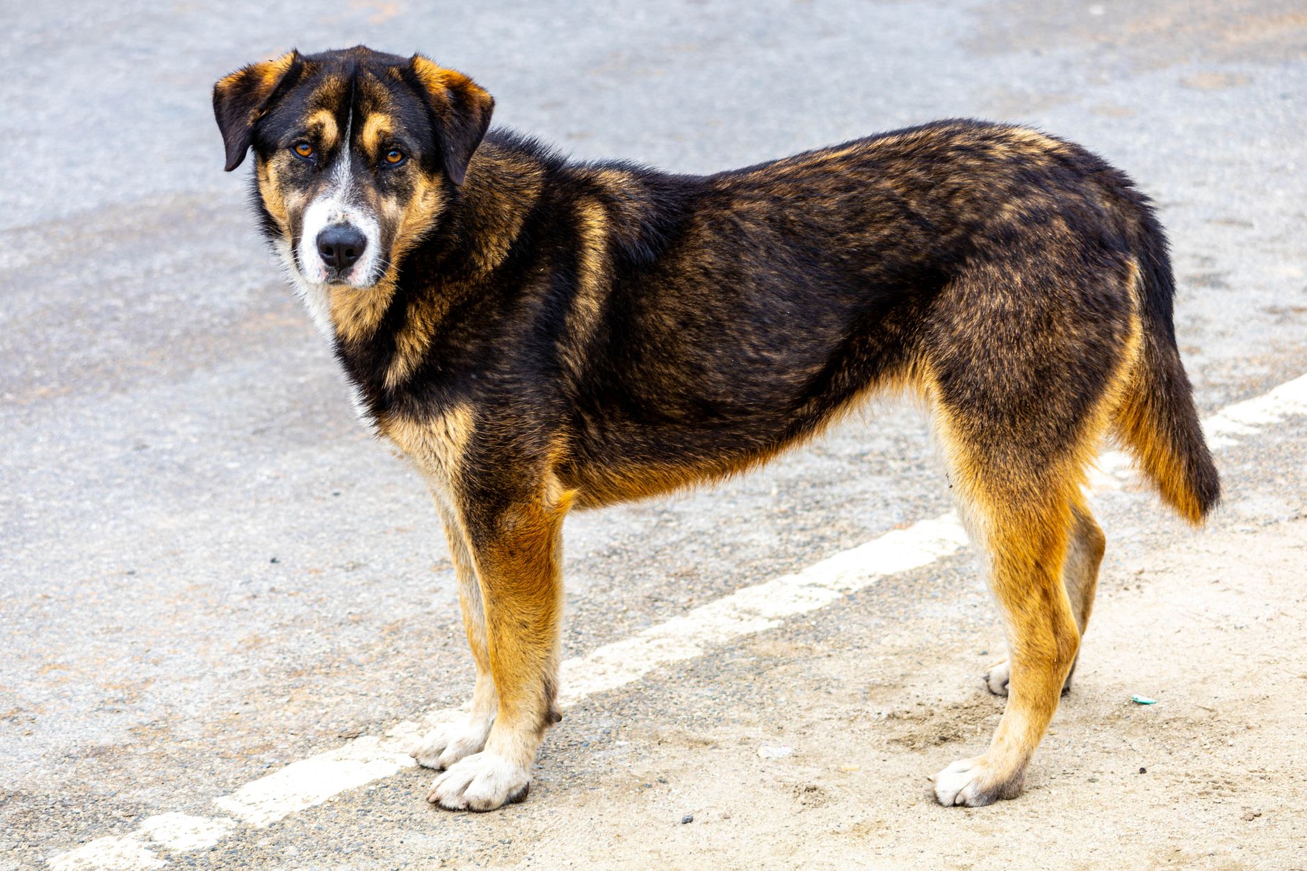 Portrait of a dog at a veterinary clinic