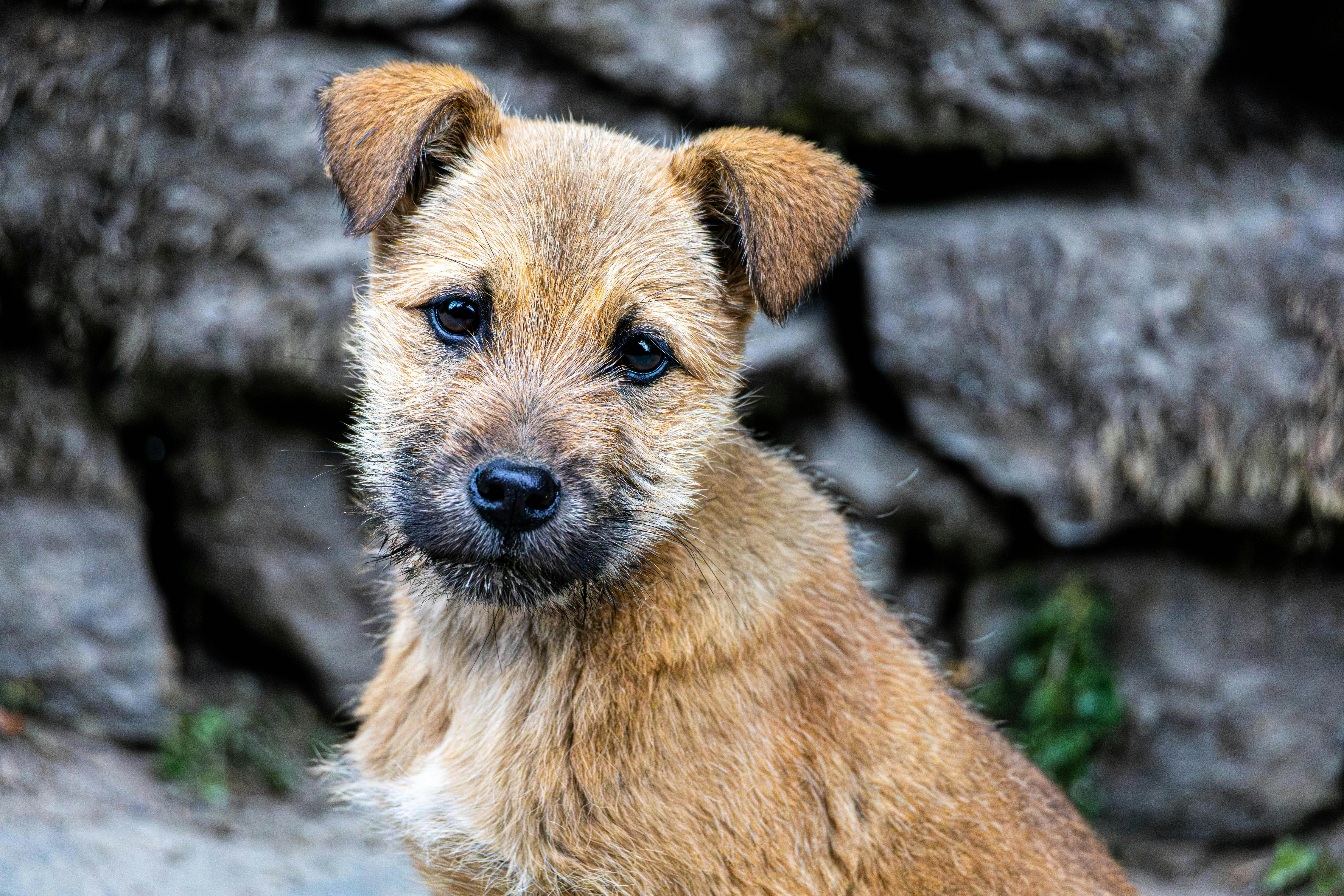 Purebred Puppies For Sale In Raleigh: Responsible Buying Guide