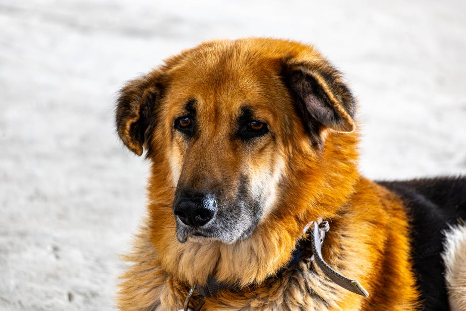 Shiloh Shepherds: The Gentle Giant dogs that look like german shepherds Shiloh Shepherds: The Gentle Giant