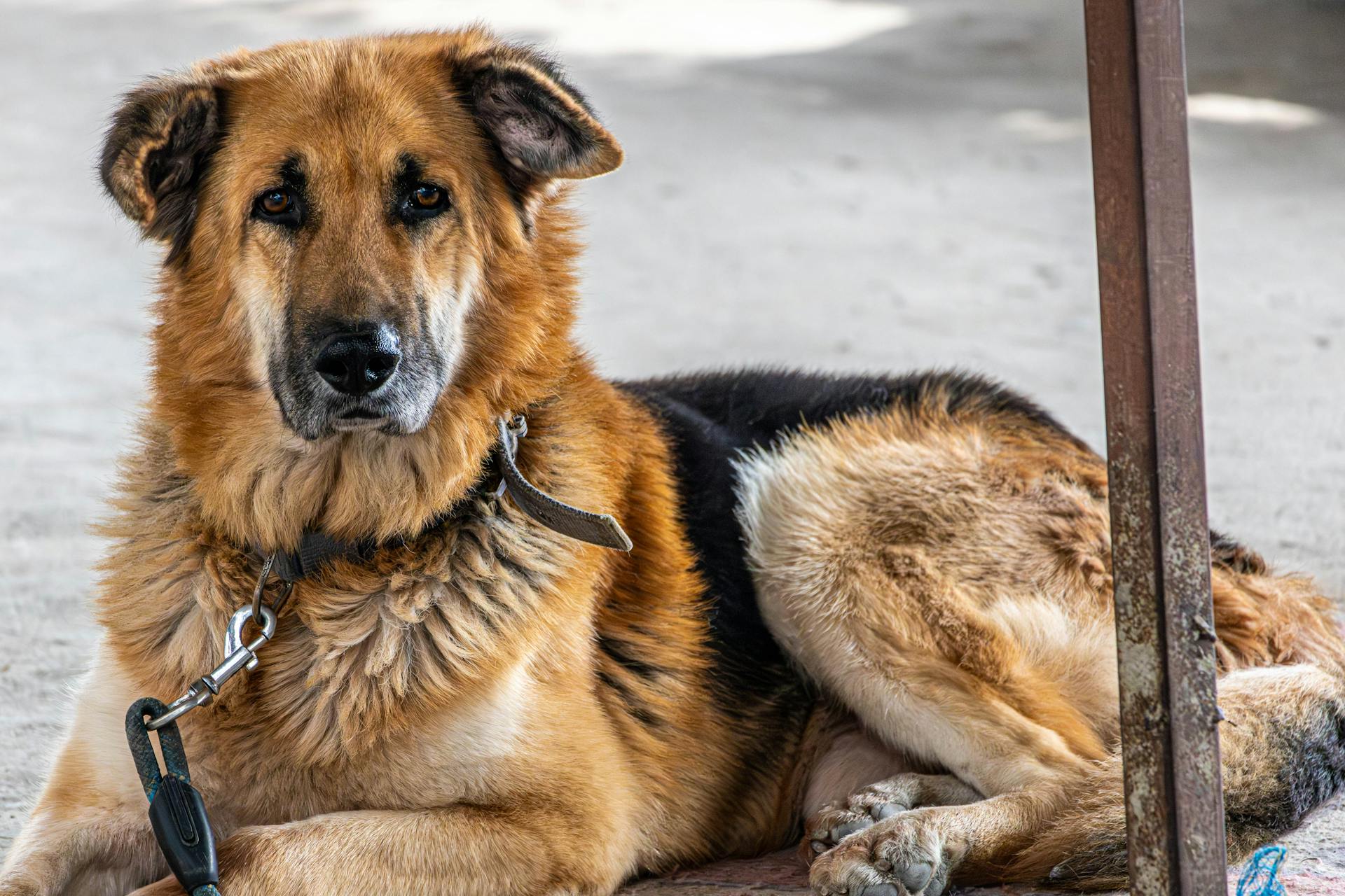 A German Shepherd dog lying peacefully outdoors, showcasing its calm nature.