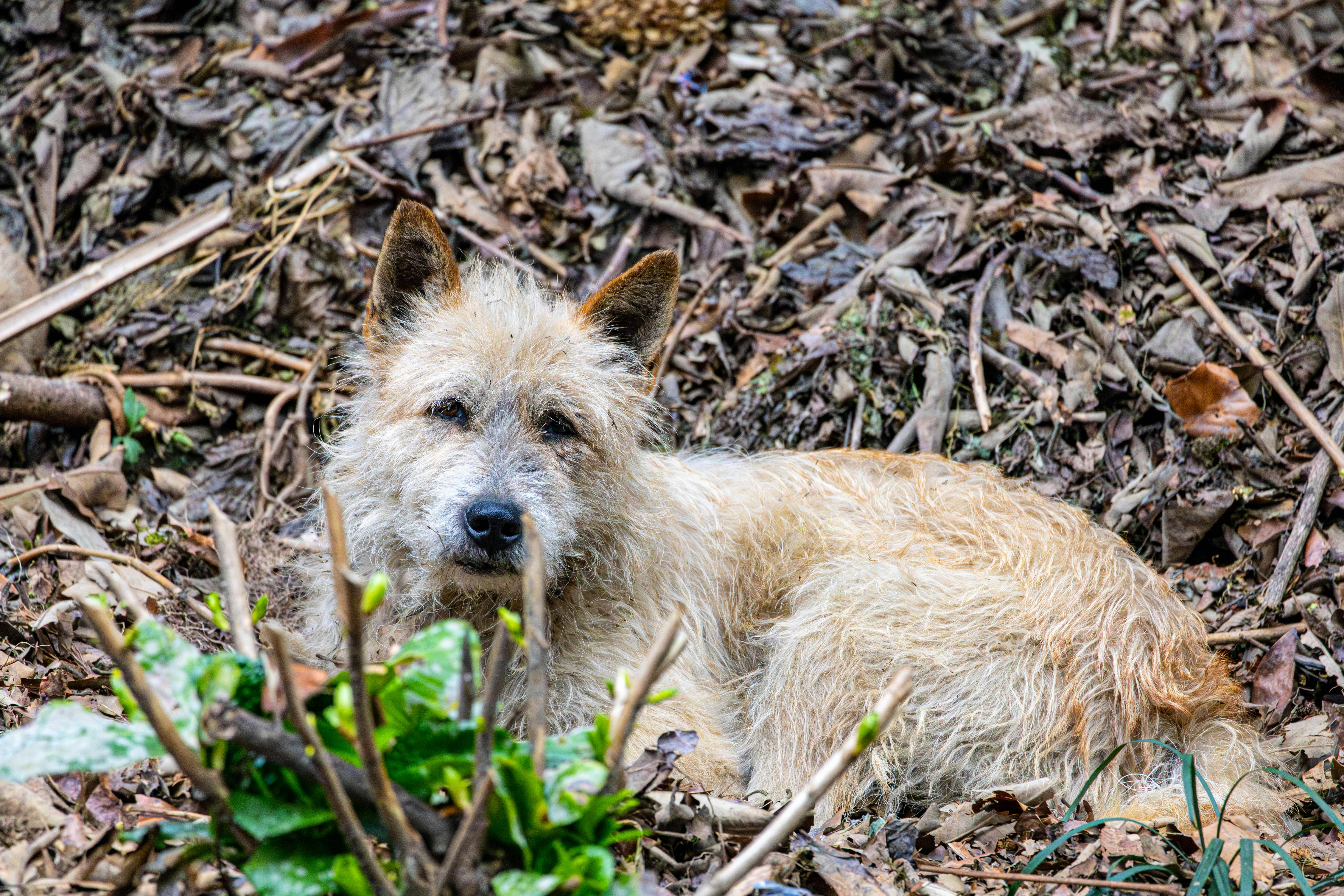 Norwich Terrier UAS: Upper Airway Syndrome Breed-Specific