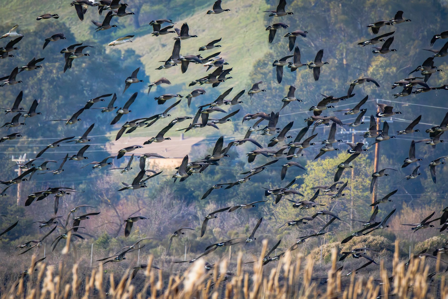A dynamic flock of geese flying across a scenic countryside landscape.