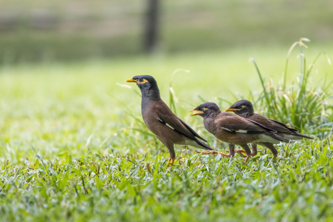 Two Myna Trio of Common Mynas in a Grassy Field · Free Stock Photo