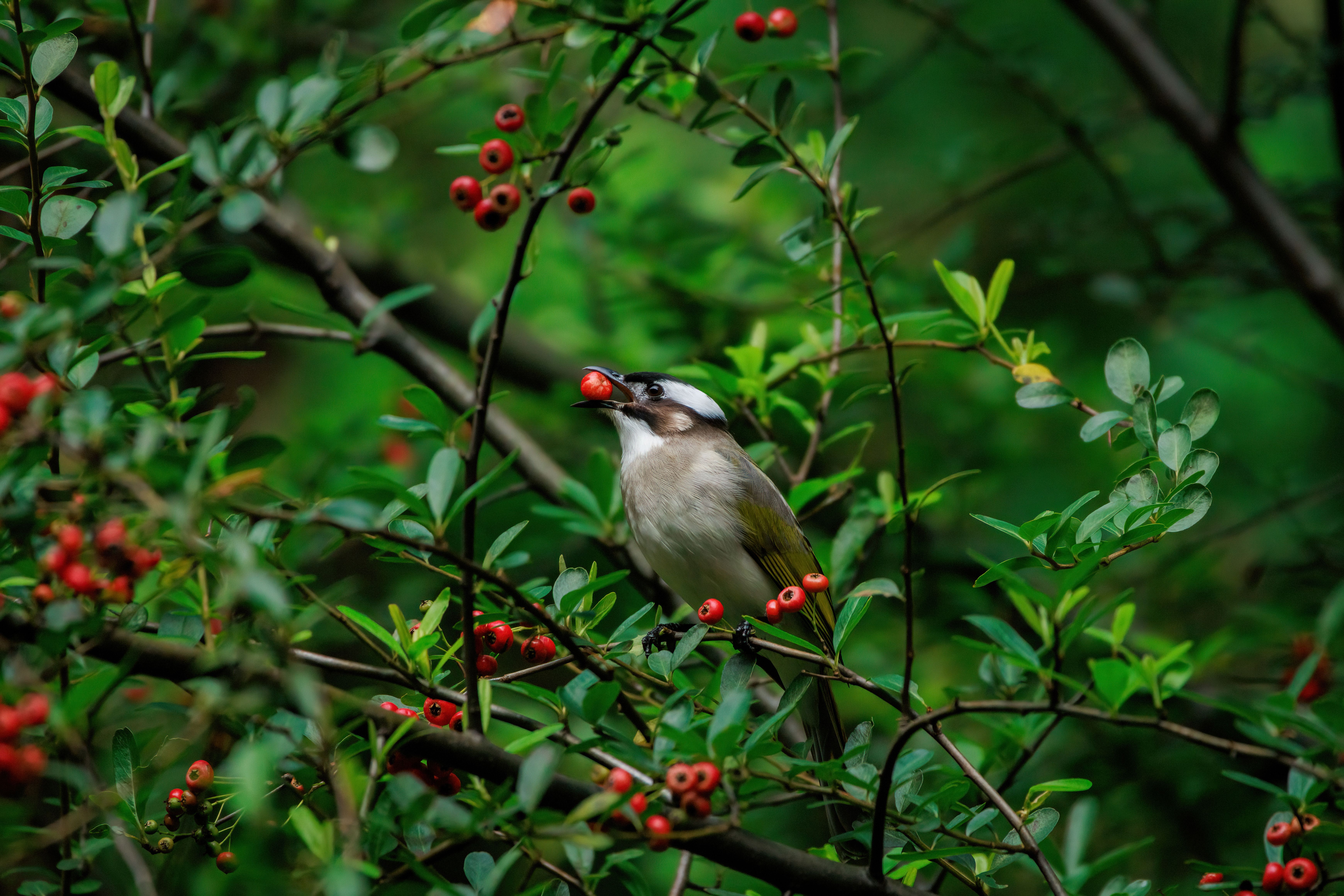 Why Choose Plants to Attract Birds
