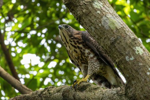 Free Close-up of a hawk resting on a tree branch surrounded by vibrant green foliage. Stock Photo