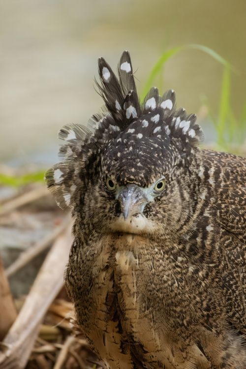 Free Detailed portrait of a crested bird with intricate feather patterns and a natural background. Stock Photo