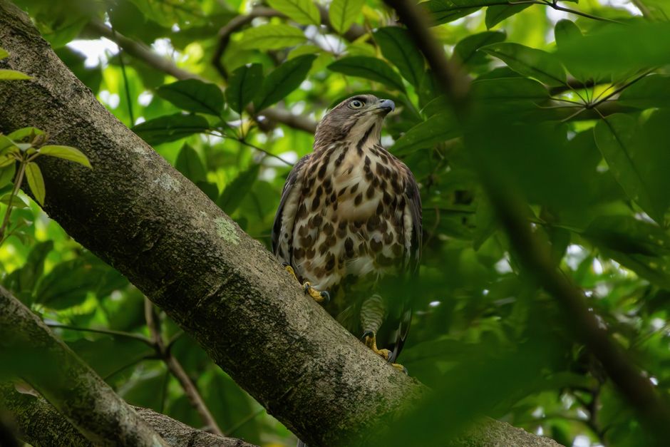A beautiful hawk perched on a tree branch amidst vibrant green leaves.
