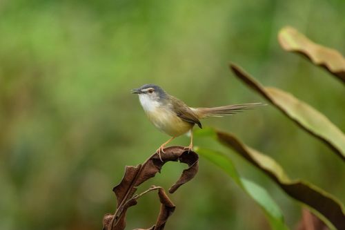 Free A delicate bird with vibrant feathers perches calmly on a dried leaf in nature. Stock Photo