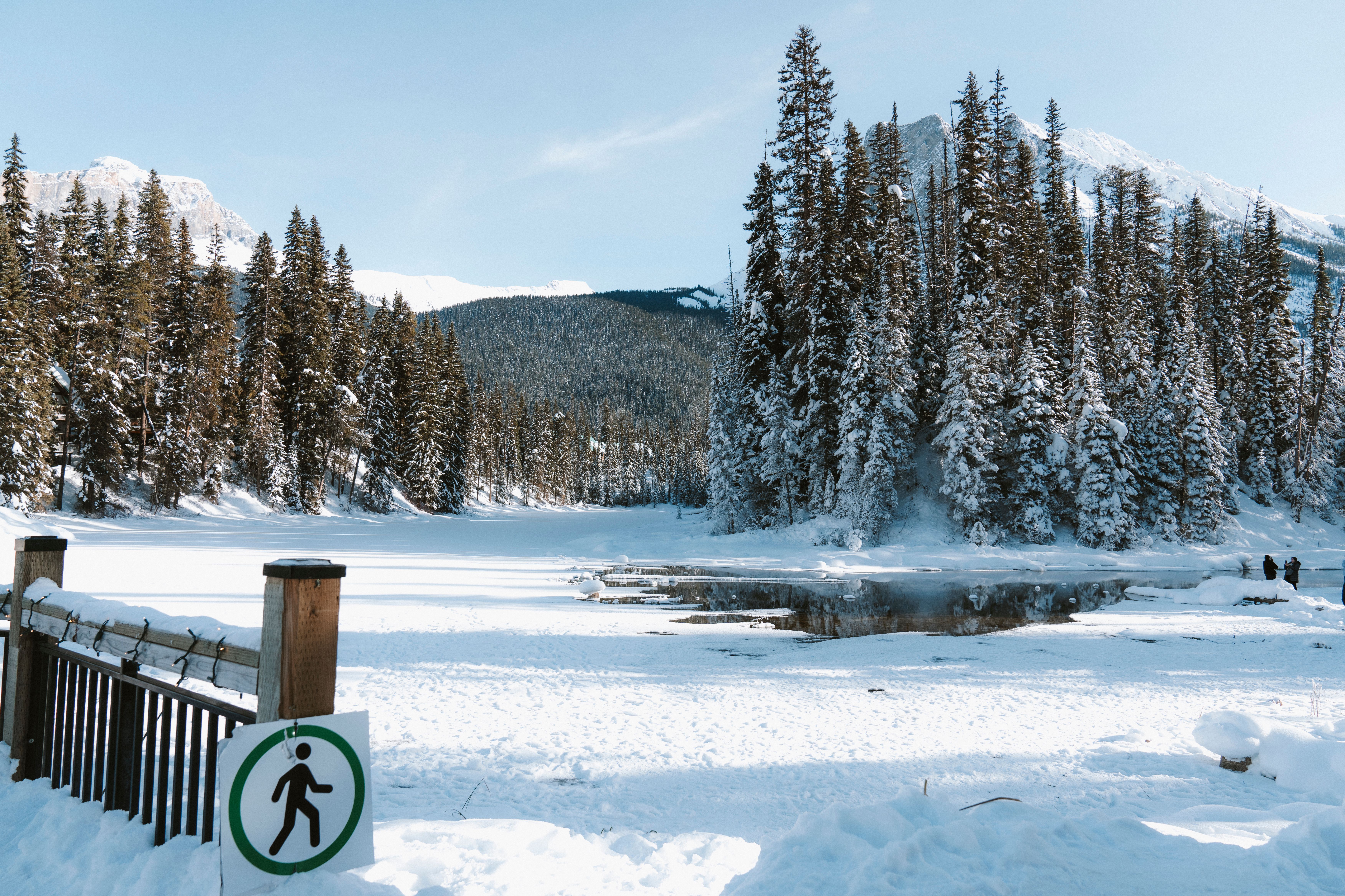 Winter Wonderland in Alberta’s Snowy Forest · Free Stock Photo