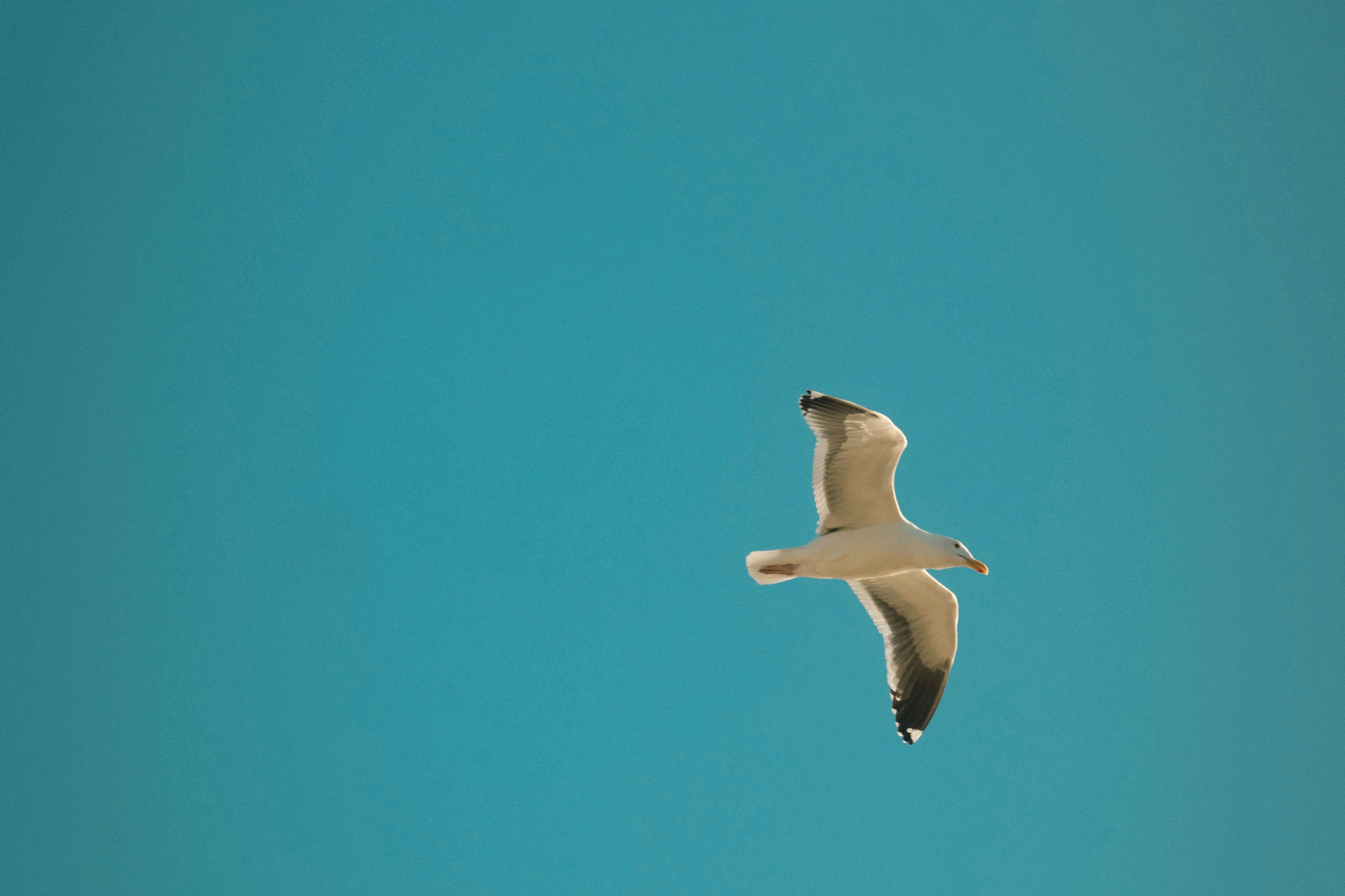A seagull gracefully soars through a vibrant, cloudless blue sky, embodying freedom and calm.