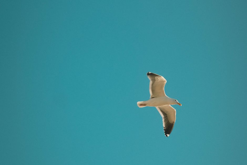 A seagull gracefully soars through a vibrant, cloudless blue sky, embodying freedom and calm.