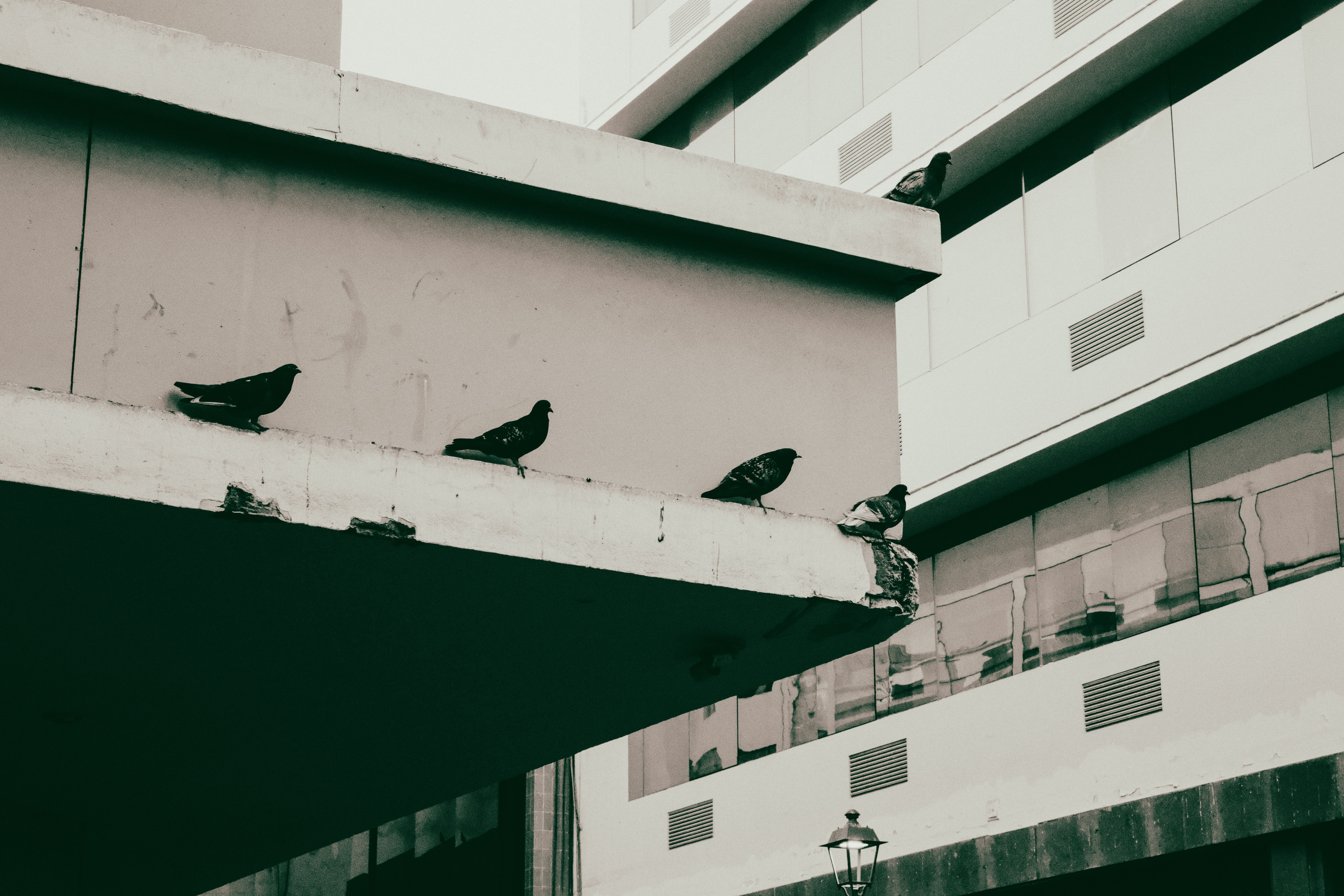 Why do pigeons stay around humans? - The Institute for Environmental ...