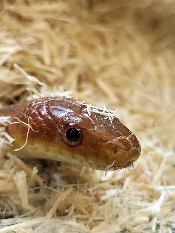 Close-Up of a Corn Snake in Natural Habitat · Free Stock Photo