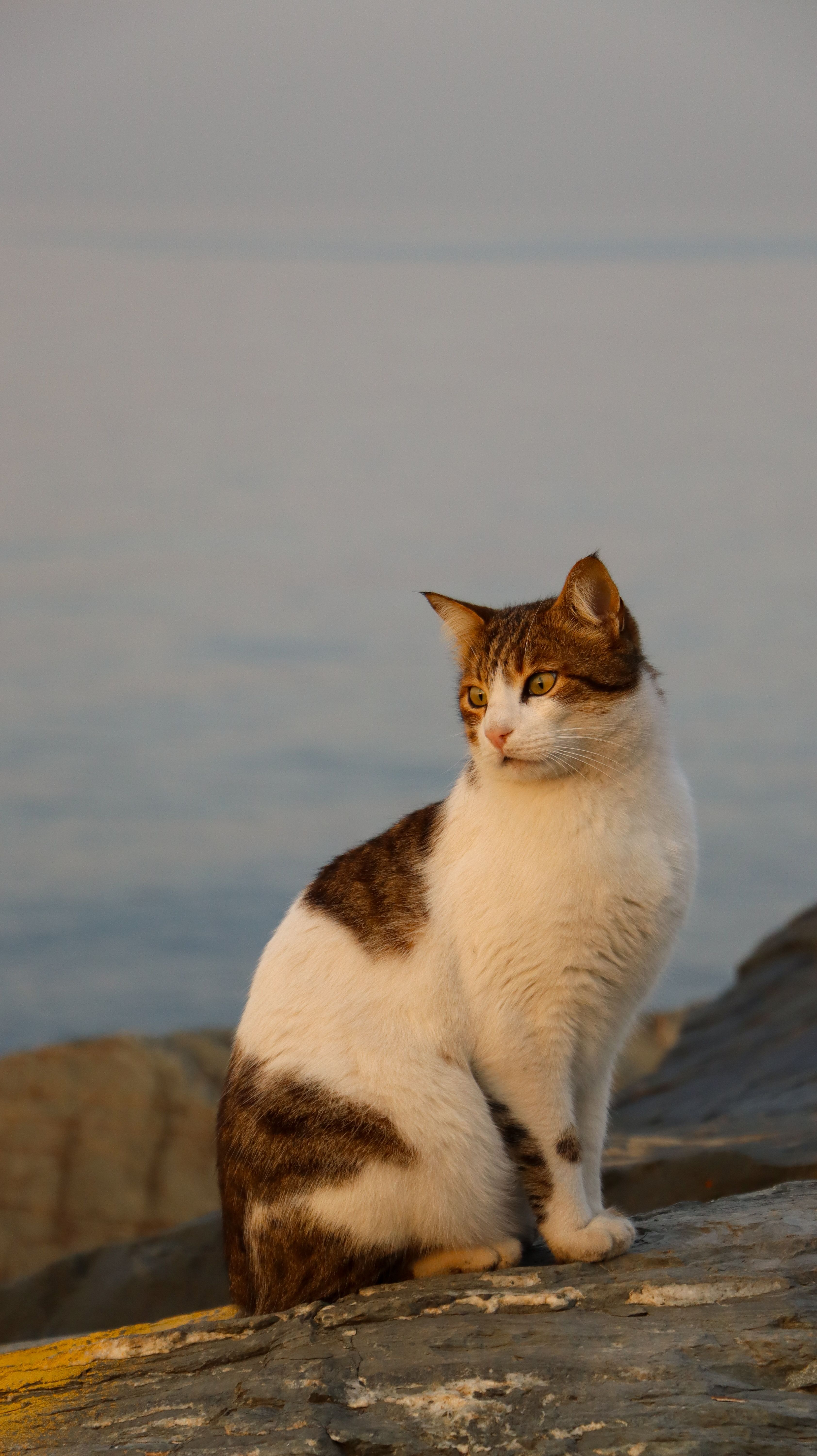 Serene Cat on a Rock by the Sea Sunset · Free Stock Photo
