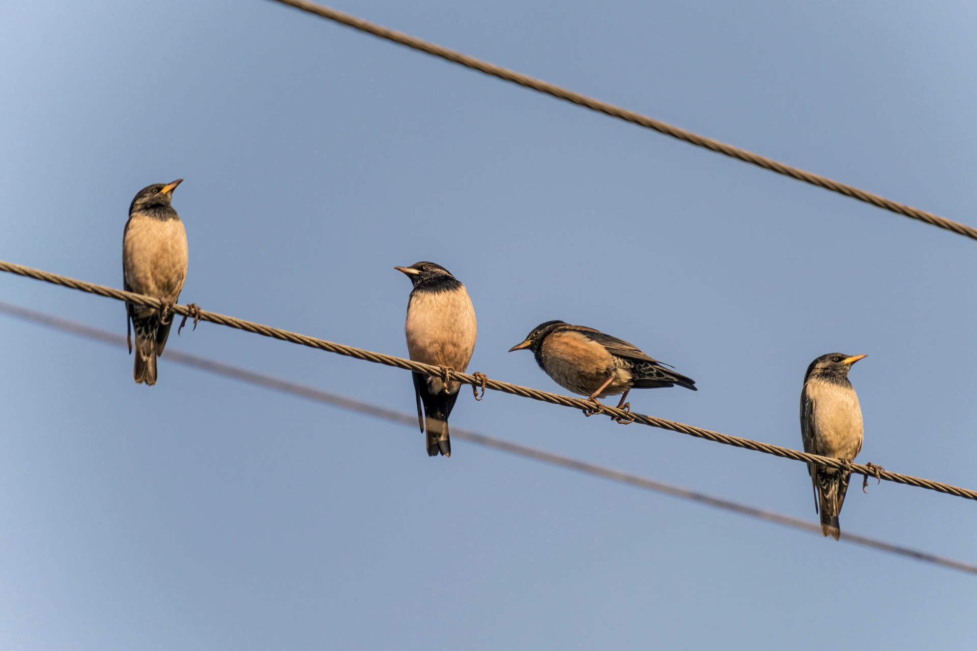 Four starlings perched on power lines against a clear sky, showcasing a natural outdoor scene.