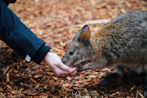 Foto d'estoc gratuïta de animal, bufó, cangur