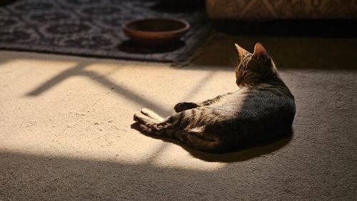 Free A tabby cat basking in warm sunlight on a cozy living room floor. Stock Photo