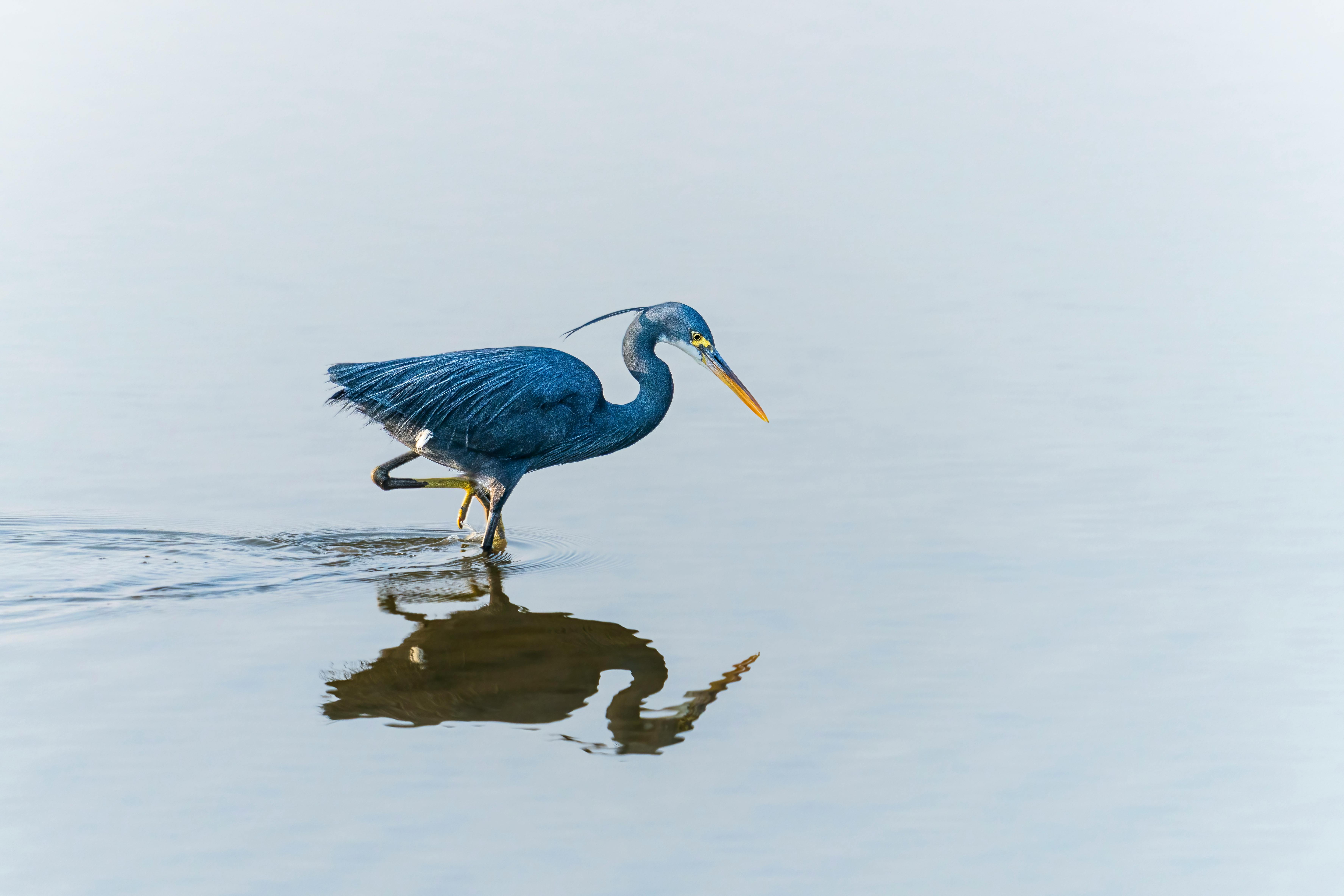 A tricolored heron wades gracefully through calm waters, reflecting its image.