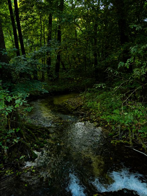 Free Tranquil forest stream flowing through lush greenery in Hungary. Stock Photo