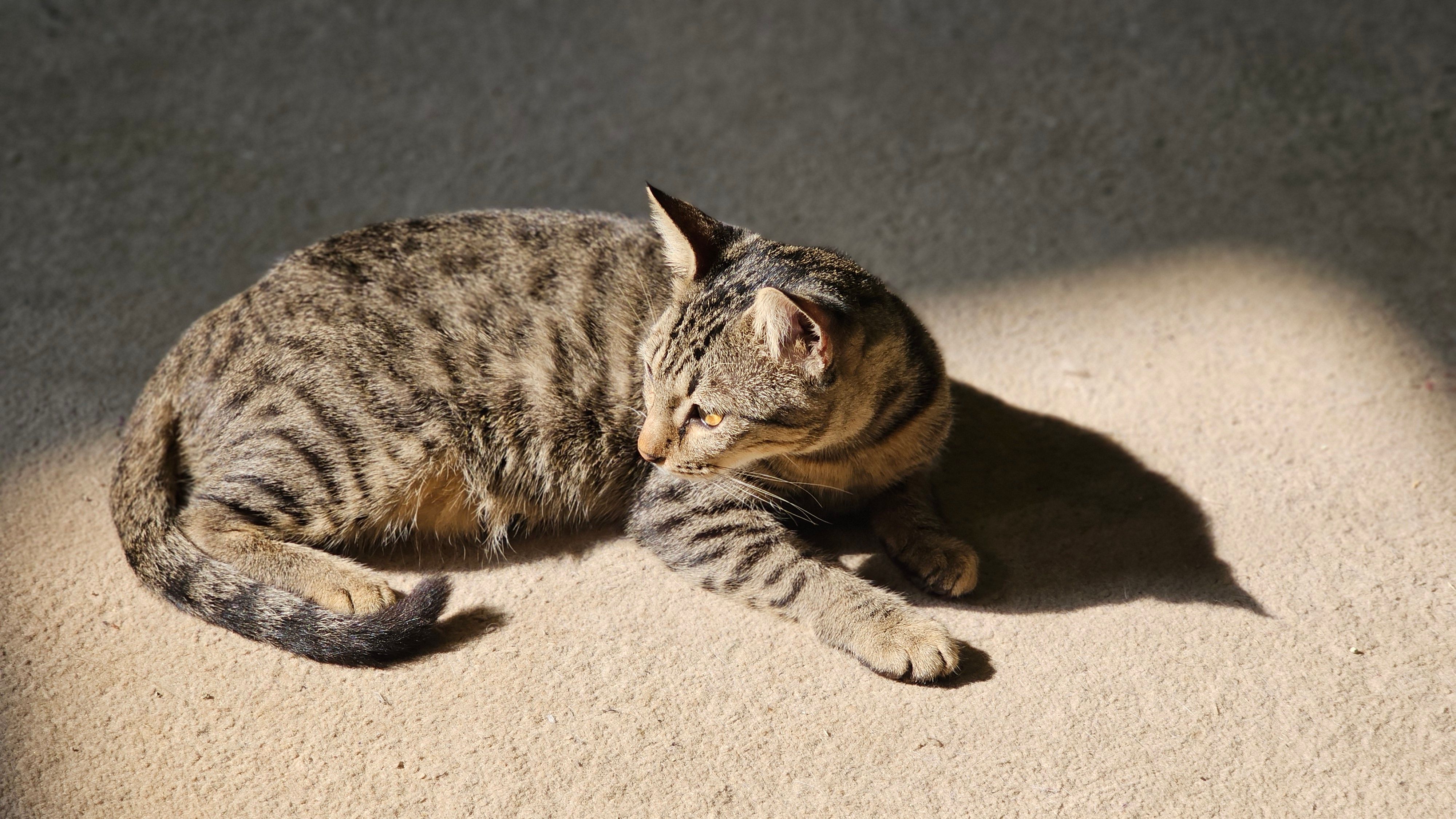 Serene Tabby Cat Relaxing in Sunlight Indoors · Free Stock Photo