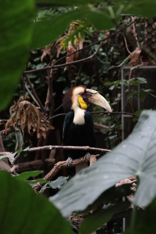 Free Close-up shot of a vibrant hornbill perched in Amsterdam's lush aviary. Stock Photo