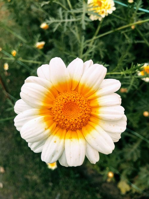 Free A detailed macro shot of a white and yellow daisy showing intricate petal patterns. Stock Photo