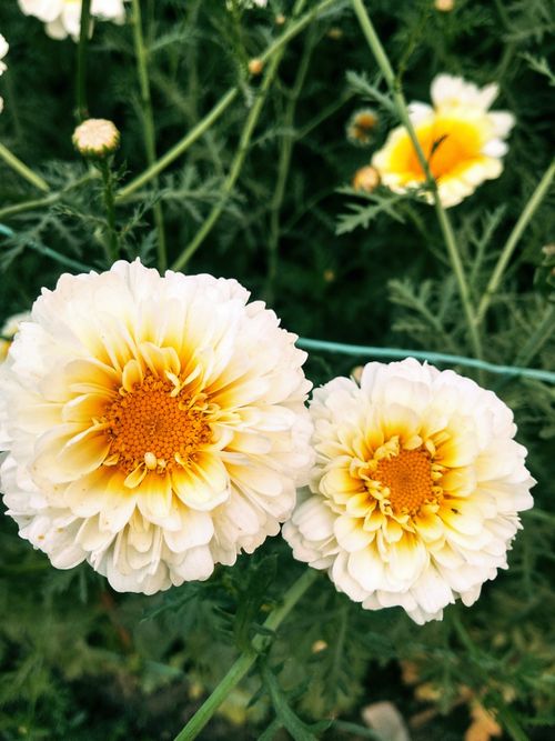 Free Beautiful white chrysanthemums with yellow centers blooming in a garden setting. Stock Photo