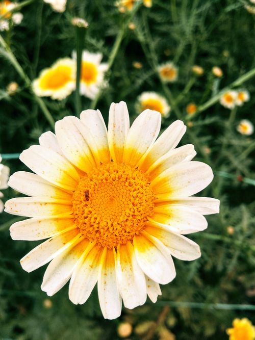 Free Detailed macro shot of a daisy with vibrant yellow and white petals, highlighting its natural beauty. Stock Photo
