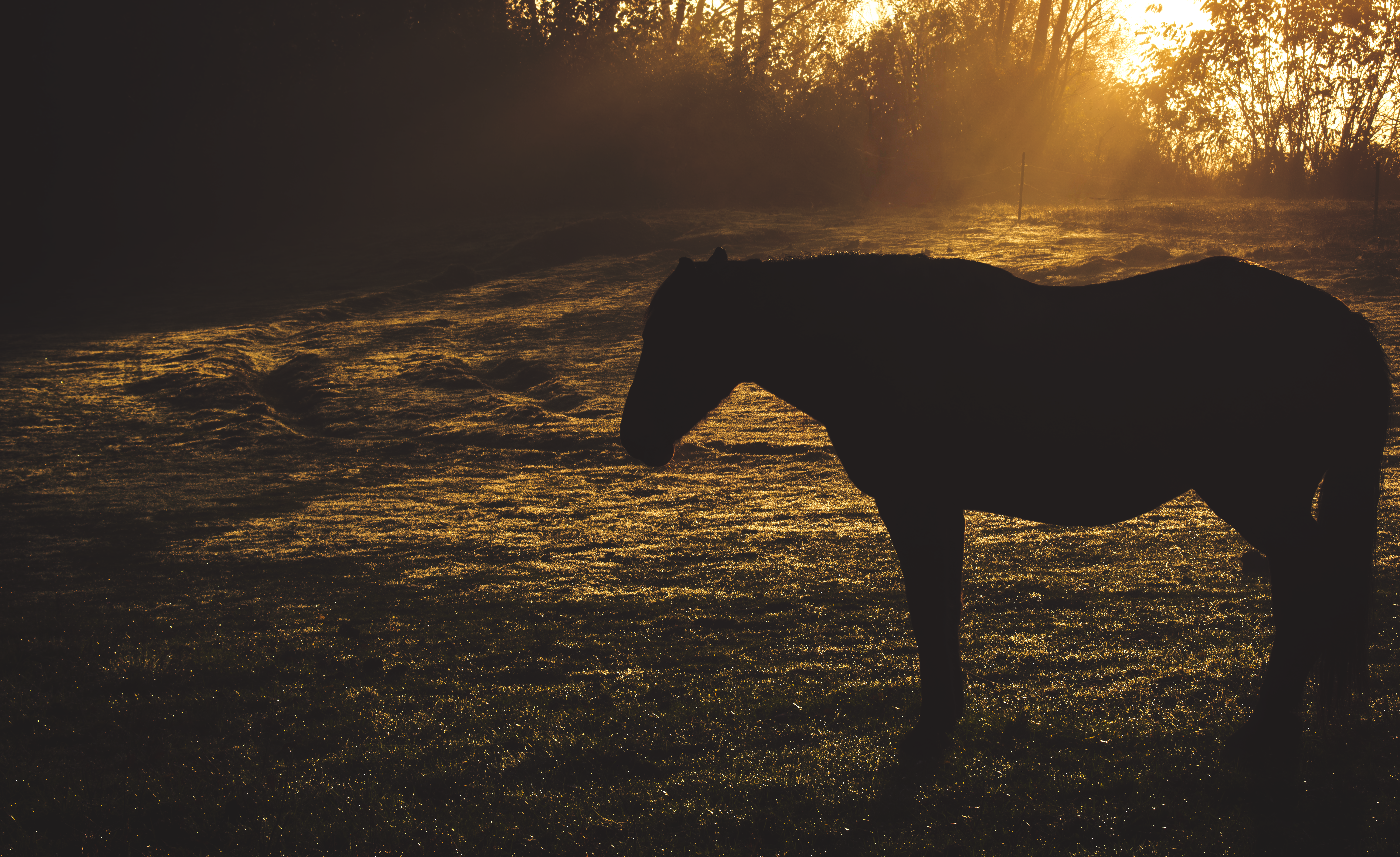 A peaceful sunrise in Hungary with a horse silhouette against a golden field.