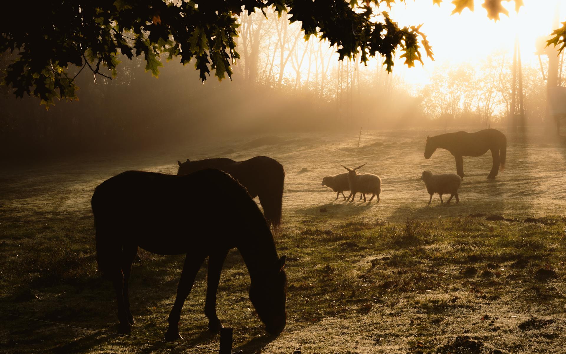 Peaceful sunrise over a Hungarian pasture with grazing horses and sheep.