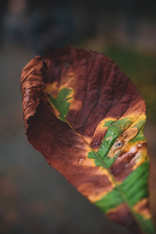 Close-up Photo of Green and Brown Leaf