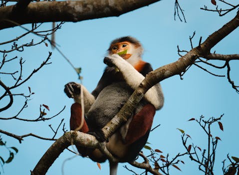 Red-Shanked Douc Langur perched on a tree branch, enjoying its natural habitat.