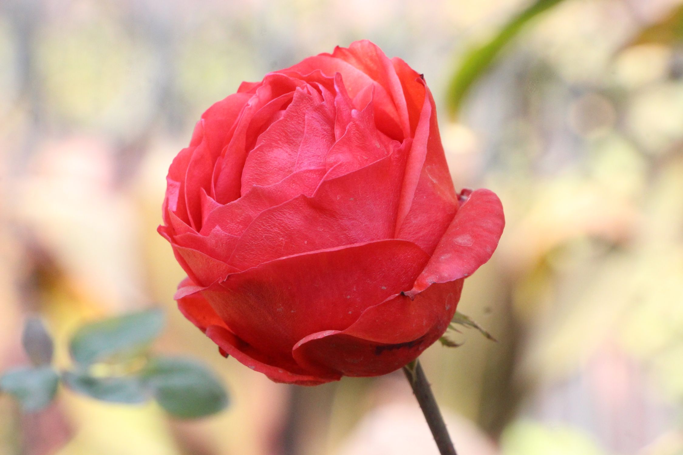 Close-up of Vibrant Red Rose in Bloom · Free Stock Photo