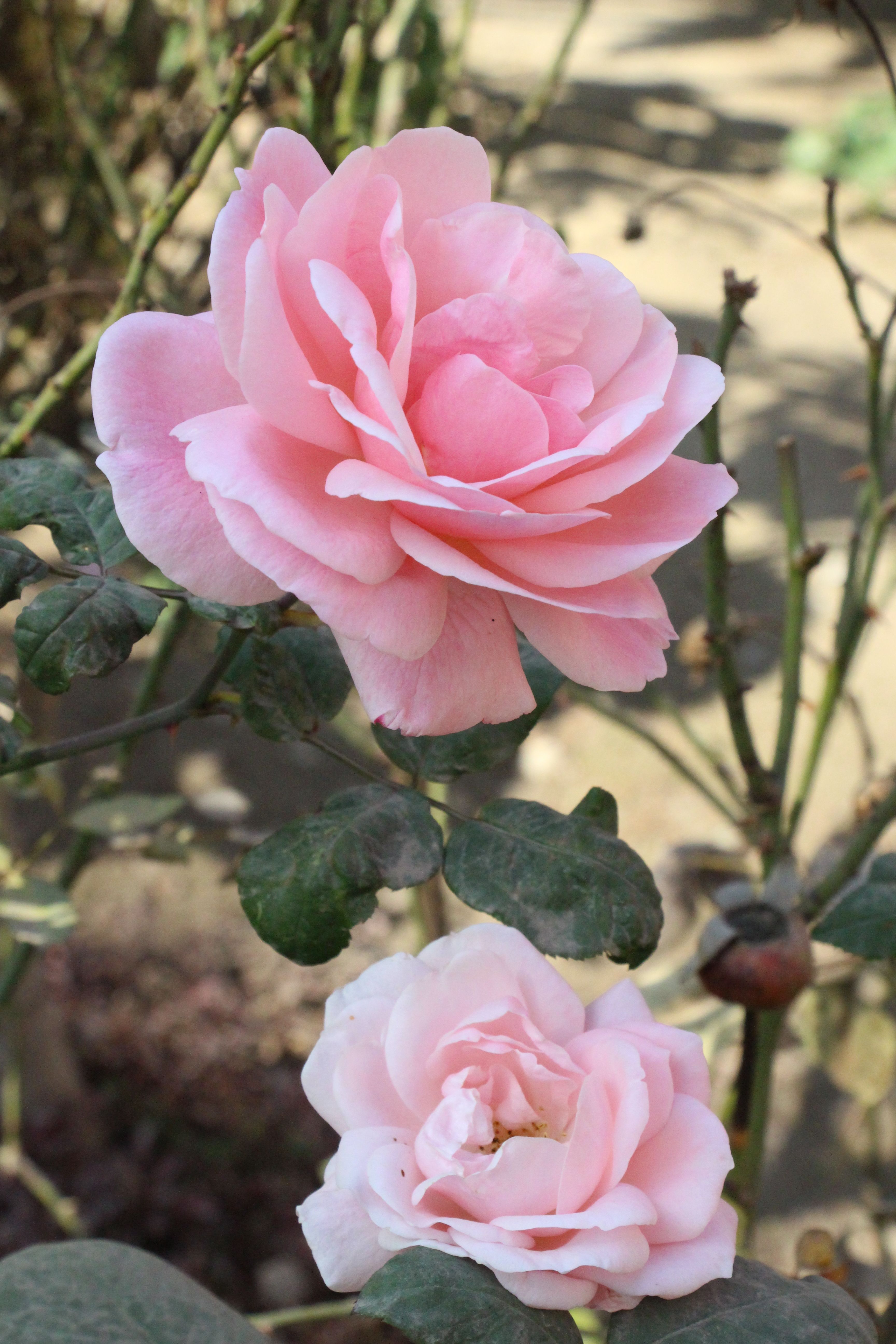 Close-up of Delicate Pink Roses in Bloom · Free Stock Photo