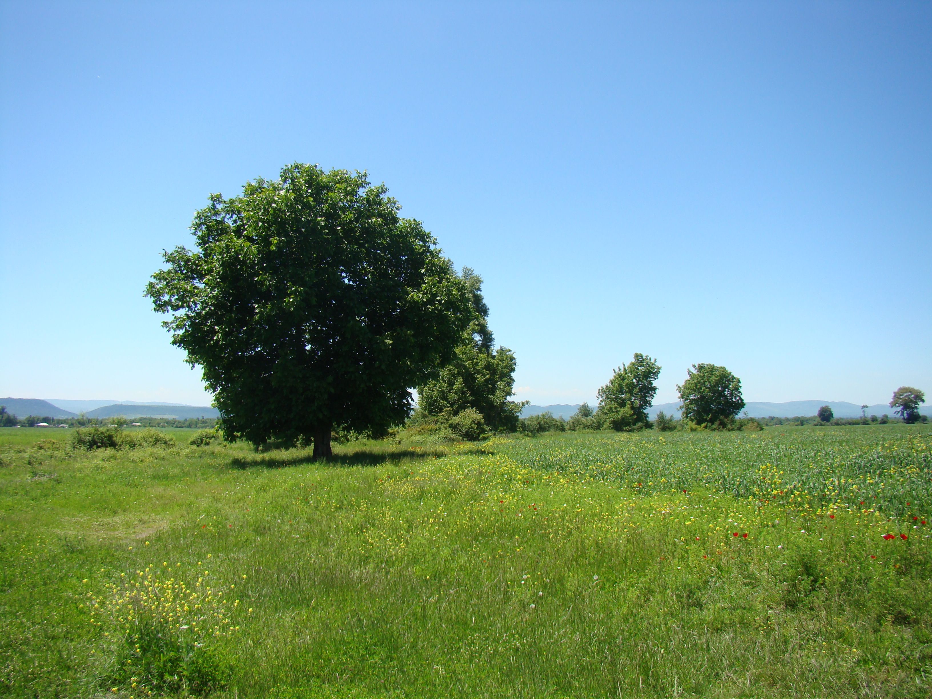 Tranquil Green Field with Lone Tree and Blue Sky · Free Stock Photo