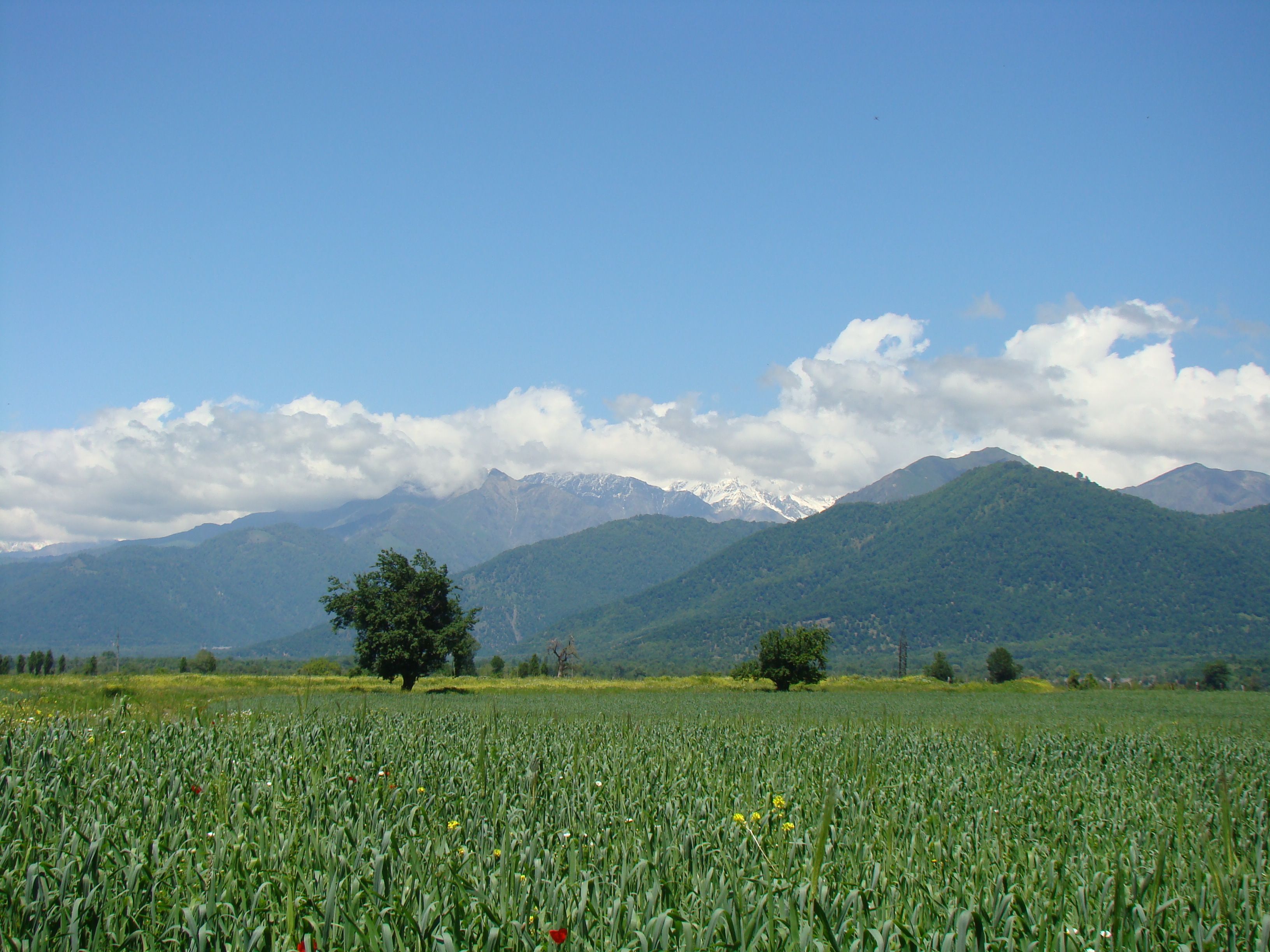 Green field under blue sky with distant mountains and fluffy clouds.